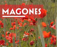 magones